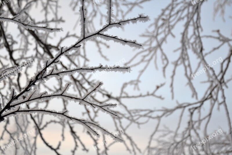 Branch Leann Tree Rime Winter