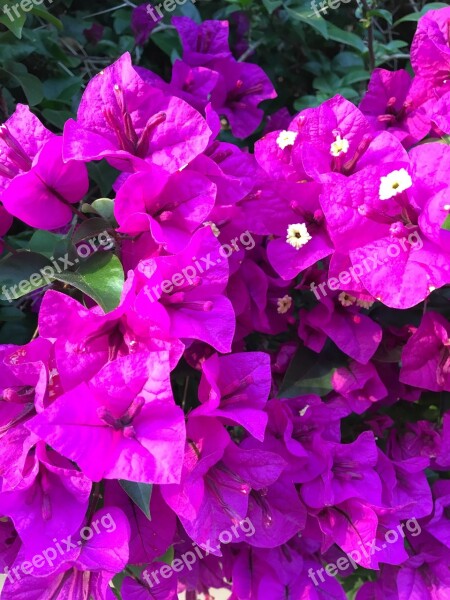 Purple Flowers Magenta Nature Flower Outdoor