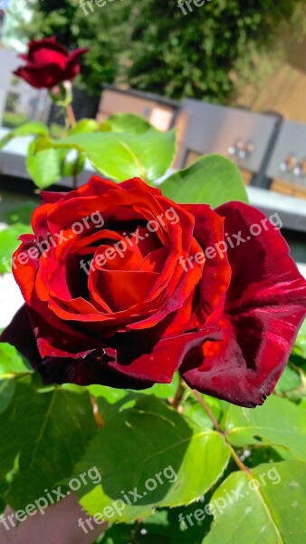 Rosa Flower Nature Red Rose Red