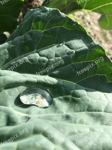 Dew Drop Droplets Leaves Green Leaf