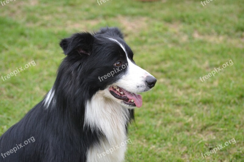 Border Collie Dog Pet Dog Portrait Observe