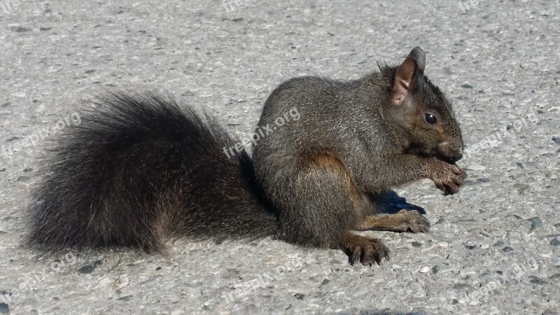 Black Squirrel Squirrel Tail Nut Furry