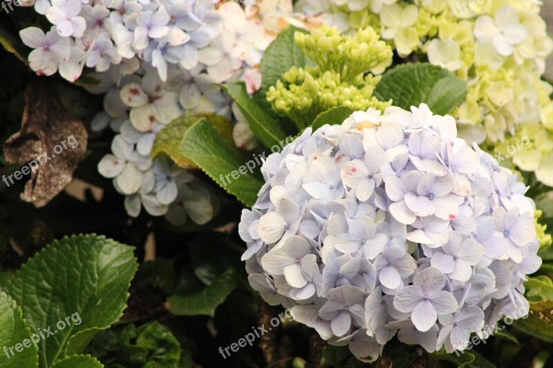 Hydrangeas Flowers Wild Plants Garden