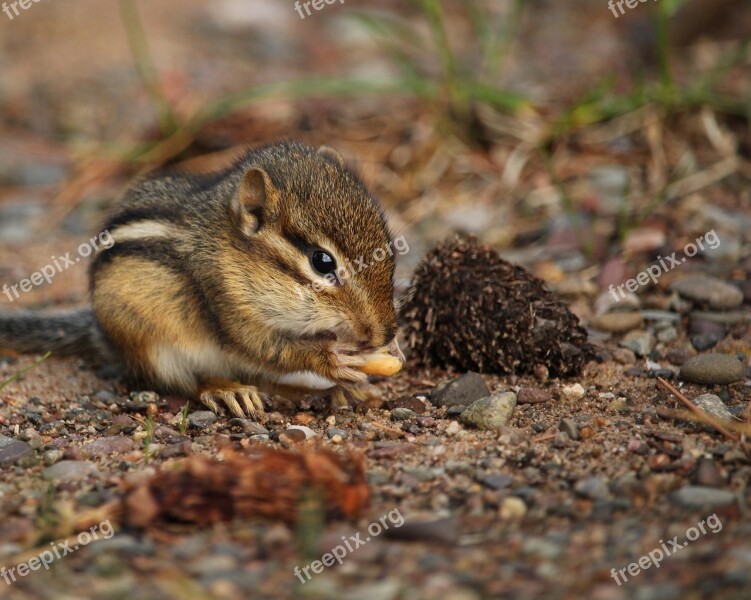 Chipmunk Nibbling Cute Rodent Eating