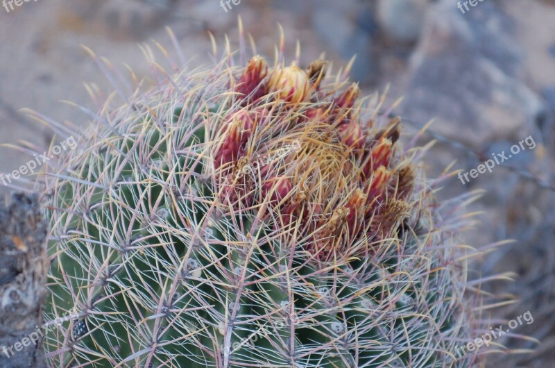 Cactus Arizona Desert Nature Cacti