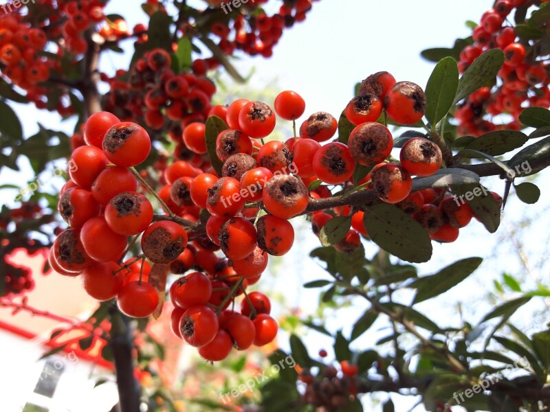 Fruit Hawthorn Fruits Red Fruit Mountain Fruit