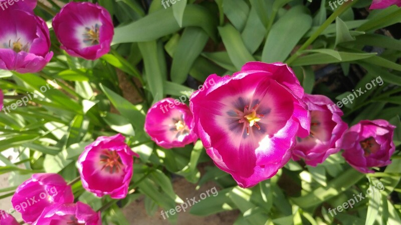 Tulip Spring Flowers Flower Horn Free Photos