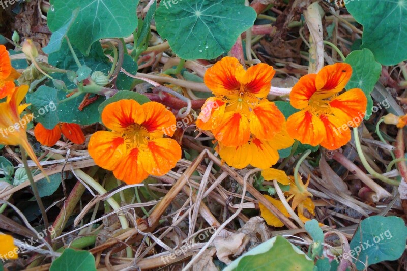 Nasturtium Cress Orange Blossom Bloom