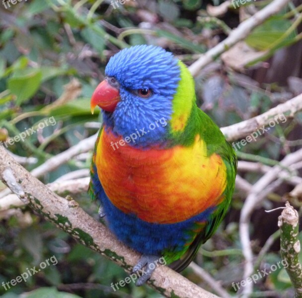 Bird Colorful Parrot Parakeet Animal World