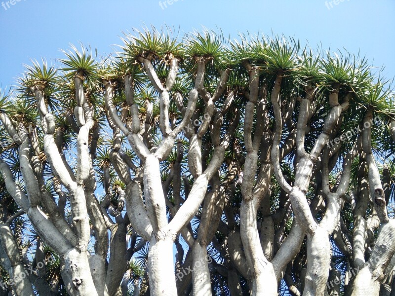 Dragon Tree Canary Island Dragon Tree Dracaena Draco Canary Islands Tenerife