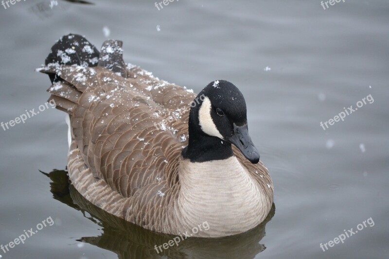 Canadian Goose Goose Water Feathers Animal