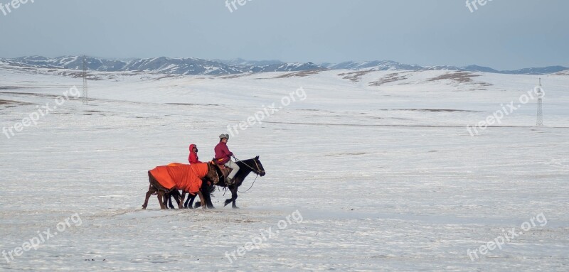 Horse Winter Snow Nature Stallion