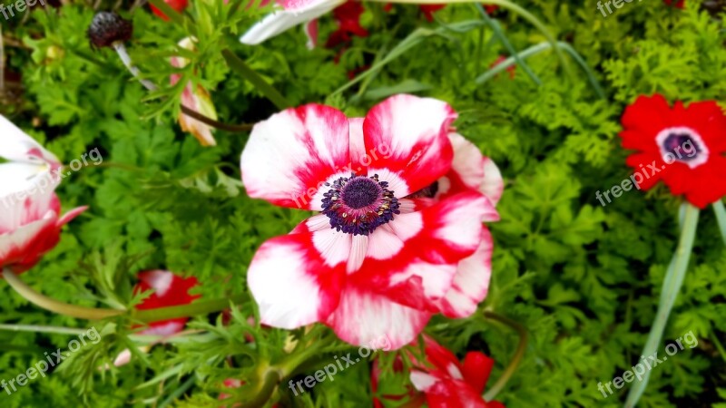 Flower Garden Iris Red Pink