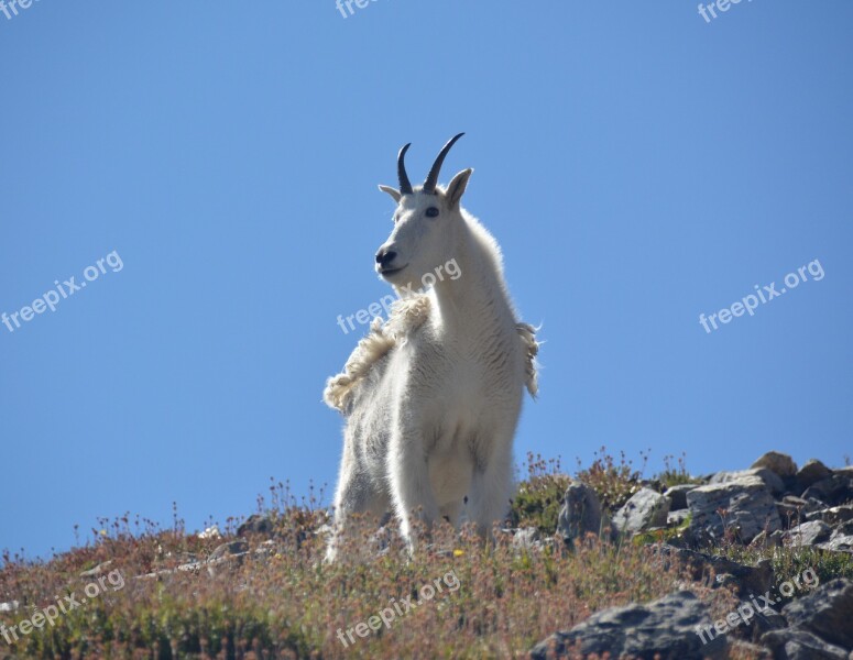 Goat Mountain Wild Animal Wildlife