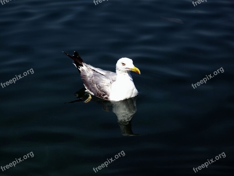 Seagull Adriatic Nature Croatia Free Photos