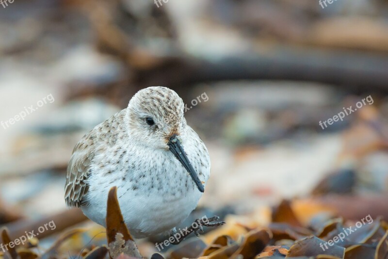 Sanderling Calidris Alba Helgoland Bird Beach