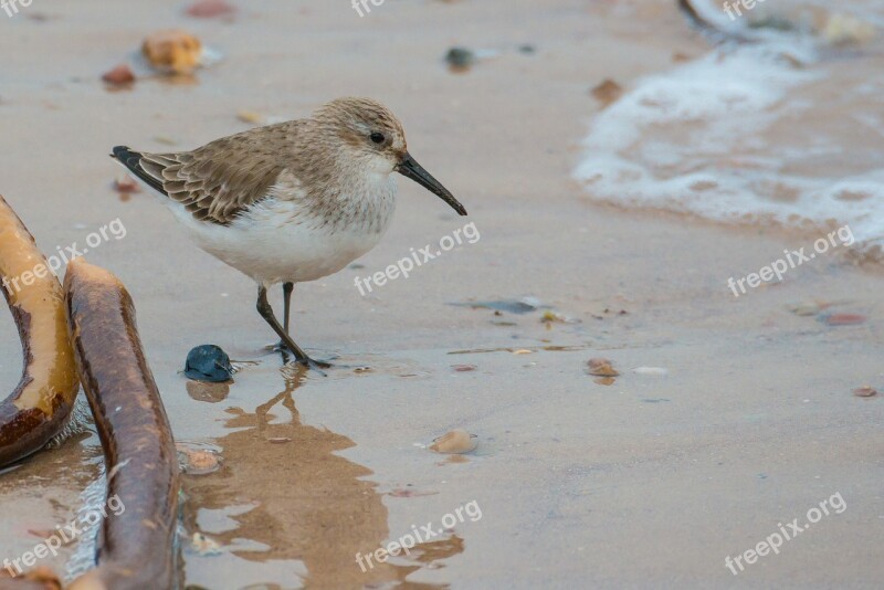 Sanderling Bird Calidris Alba Helgoland Water Bird