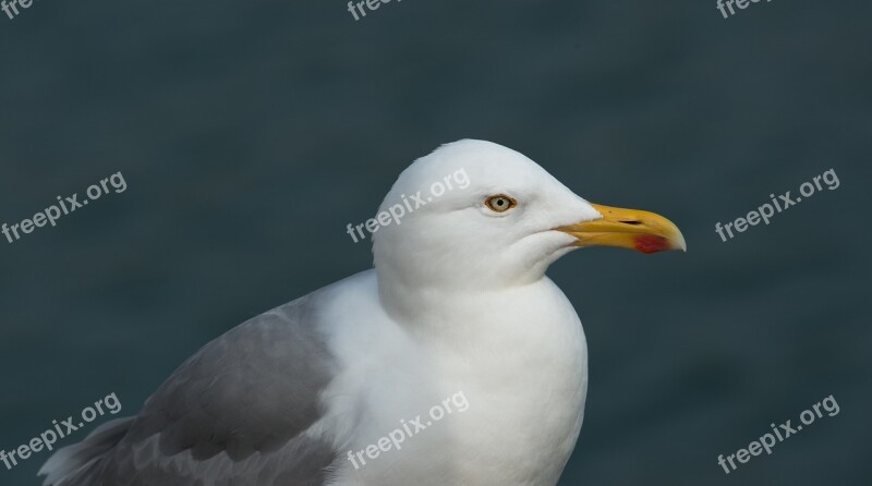 Herring Gull Gulls Larus Argentatus Large Gull Seevogel