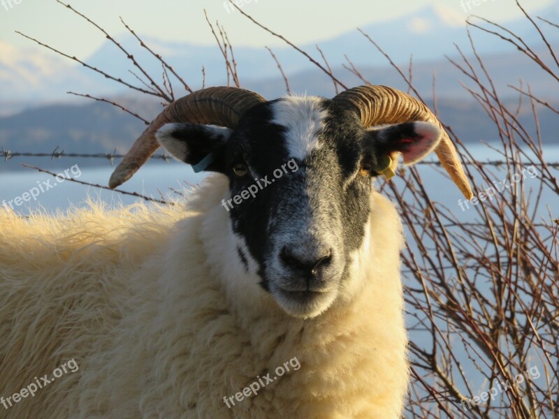 Sheep Scotland Isle Of Skye Horn Ram