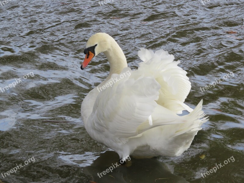 Swan White Feathers Bird Majestic