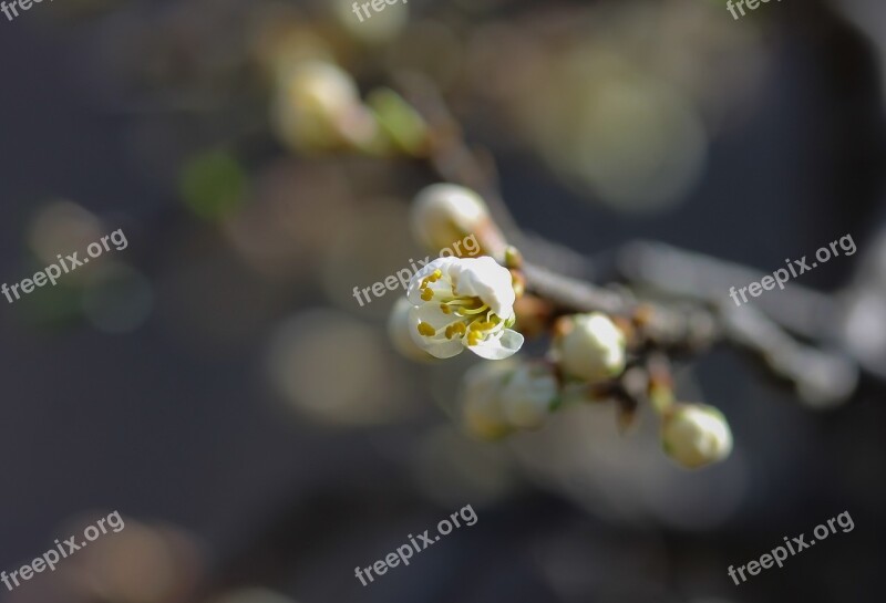 Sloe Flowering Blackthorn Flower Spring Spring Flower