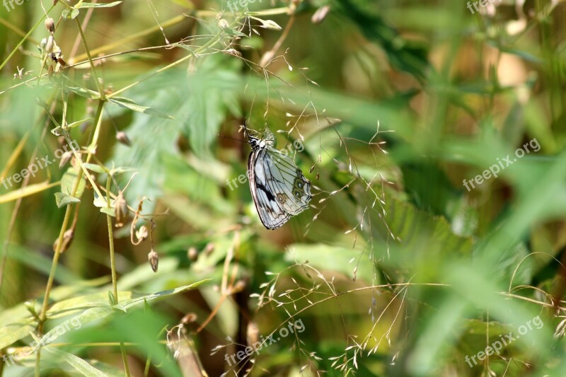 Butterfly Grass Summer Insect Greens