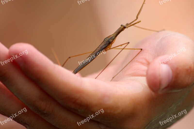 Ranatra Water Stick Insects Ranatra Linearis Insect Arthropoda