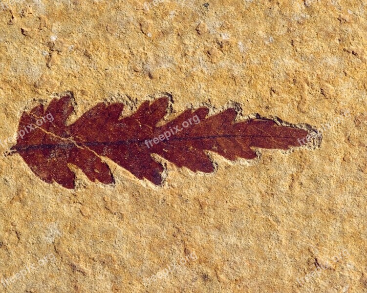 Fossil Plant Leaf Stone Rock