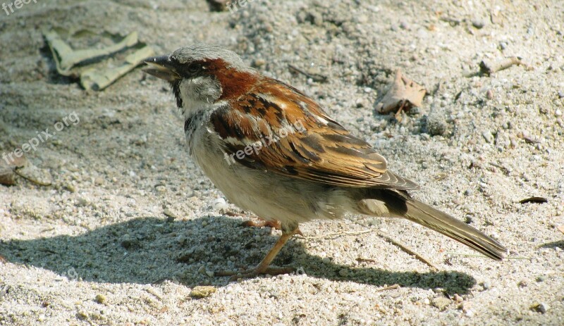 Bird Sparrow Sperling Close Up Animal