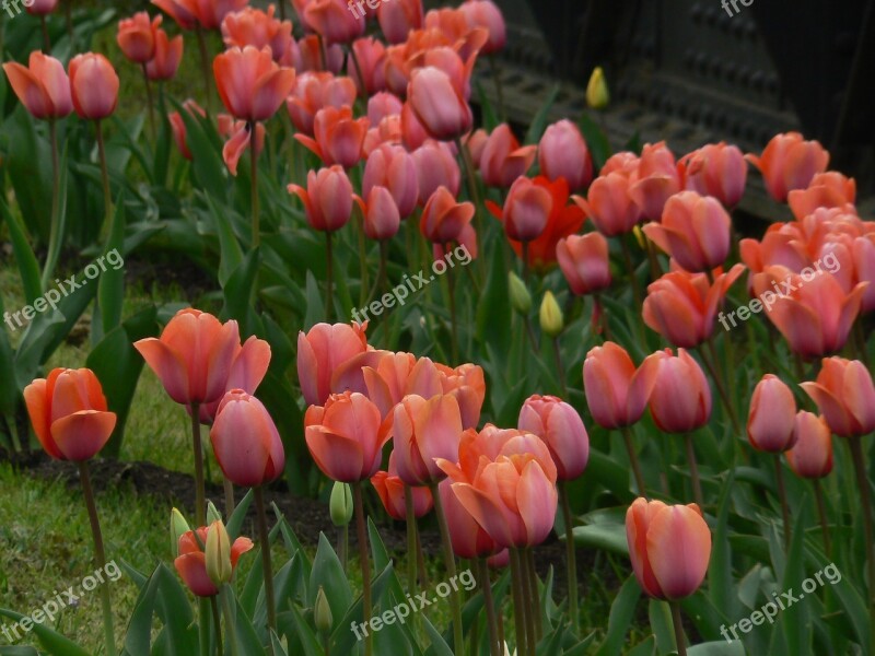 Tulips Nature Flower Pink Schnittblume