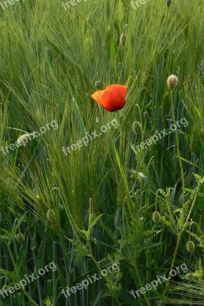 Poppy Nature Red Poppy Poppy Flower Summer