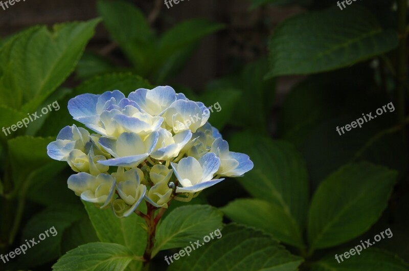 Hydrangea Nature Flowers Spring Colors