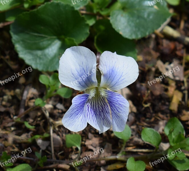 White And Purple Violet Confederate Violet Wildflower Flower Blossom