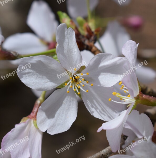 Close-up Cherry Blossom Wild Cherry Cherry Tree Blossom