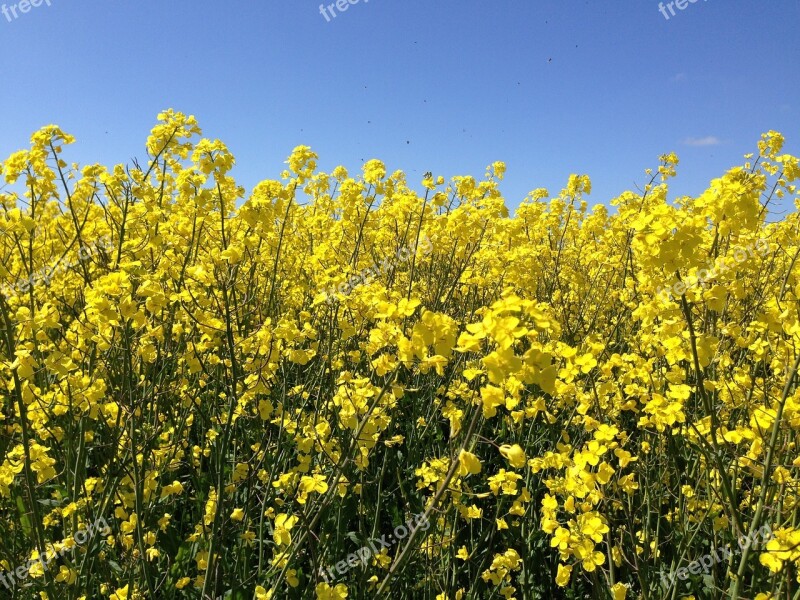 Canola Field Nature Free Photos