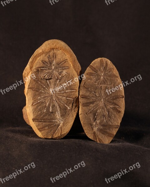 Fossil Rock Concretion Mazon Creek Annularia