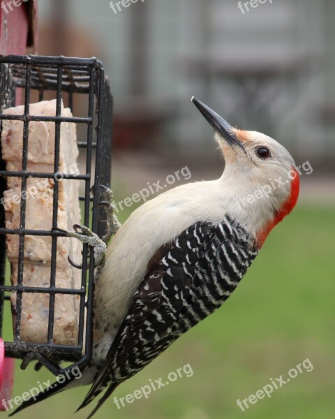 Red Bellied Woodpecker Feeder Woodpecker Bird Wildlife