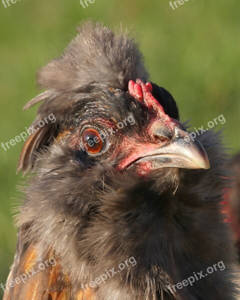 Chicken Hen Poultry Free Range Easter-egger