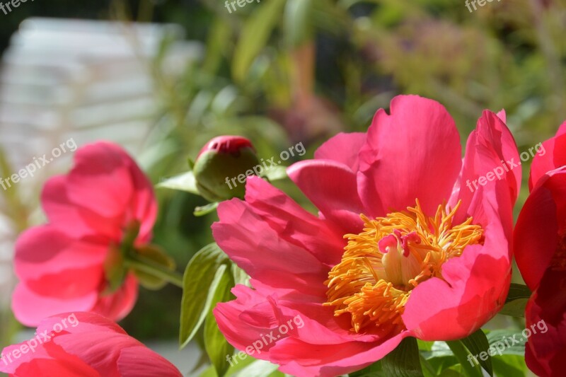 Flower Peony Pink Close Up Blossom