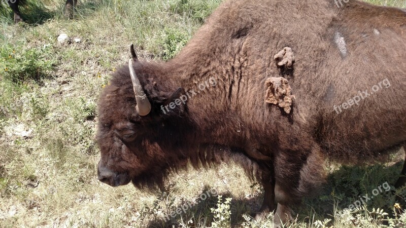 Bison Custer State Park South Dakota Free Photos