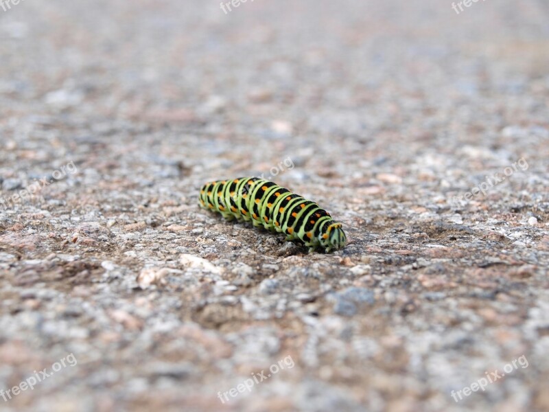 Caterpillar Nature Macro Dovetail Papilio Machaon