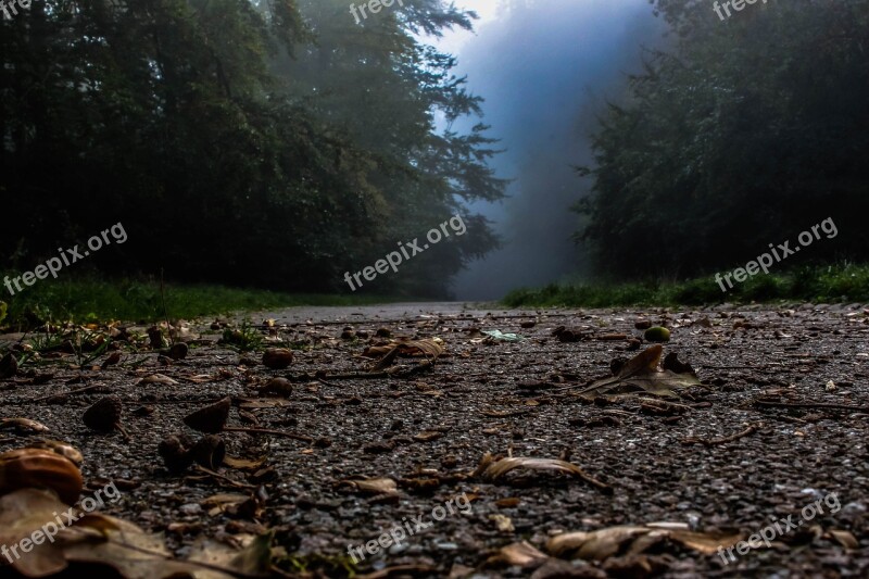 Forest Fog Atmosphere Nature Trees