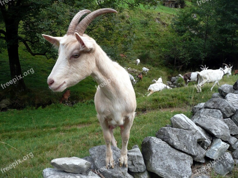 Goat Stone Wall Flock Ticino Nature