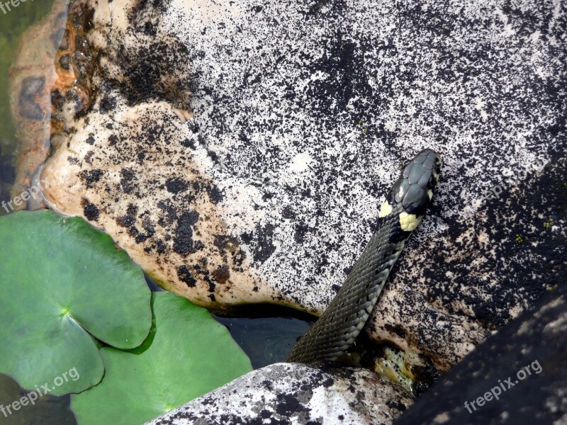 Snake Grass Snake Garden Pond Nature Showed Up