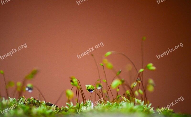 Mold Macro Water Bubble Free Photos