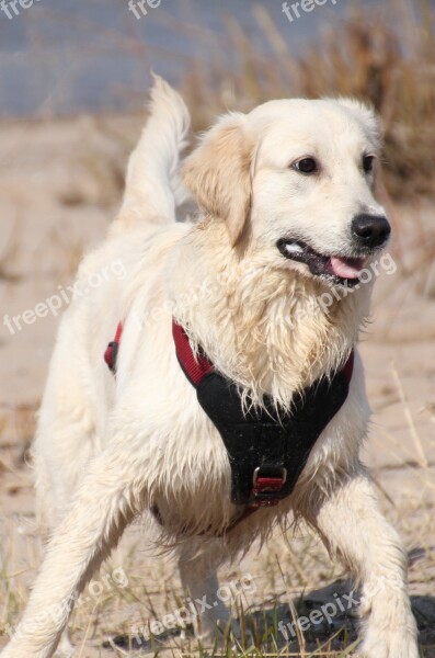 Dog Beach Most Beach Pet Young Dog