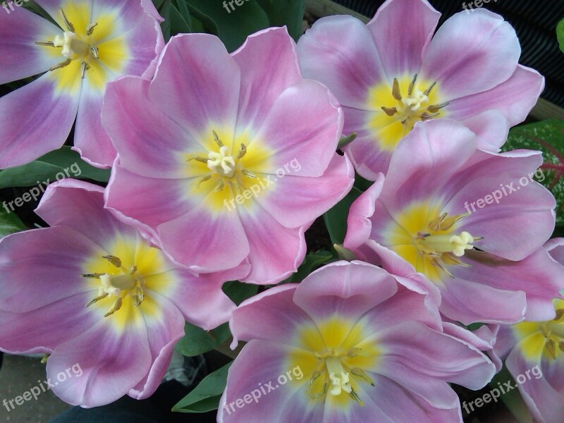 Flower Pink Garden Pink Flowers Floral