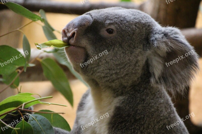 Koala Rest Koala Bear Lazy Australia