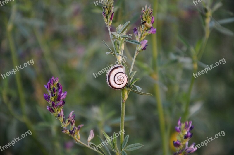 Snail Flower Leaf Nature Plant