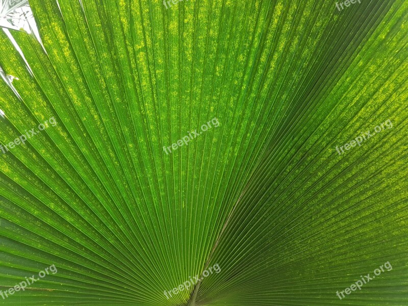 Leaf Nature Green Leaf Veins Background